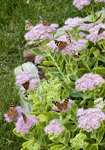 Painted Ladies 7656